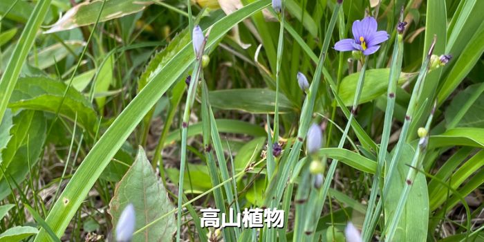 志賀高原の高山植物