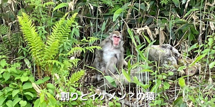 志賀高原で出会った野生の猿