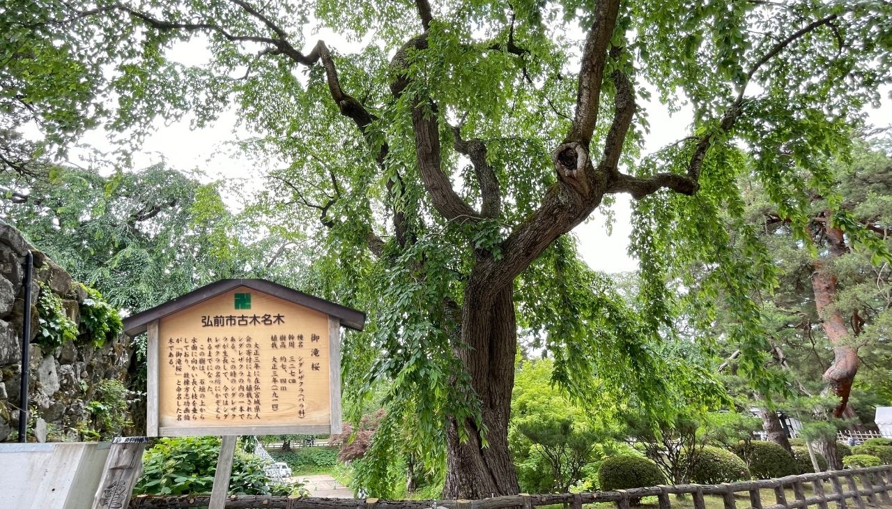 御滝桜