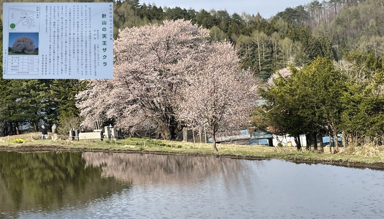 水に映る天王桜