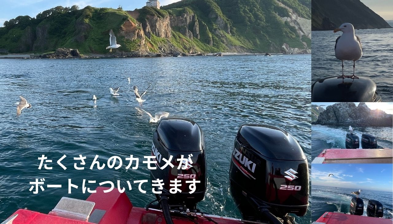 カモメタイム
