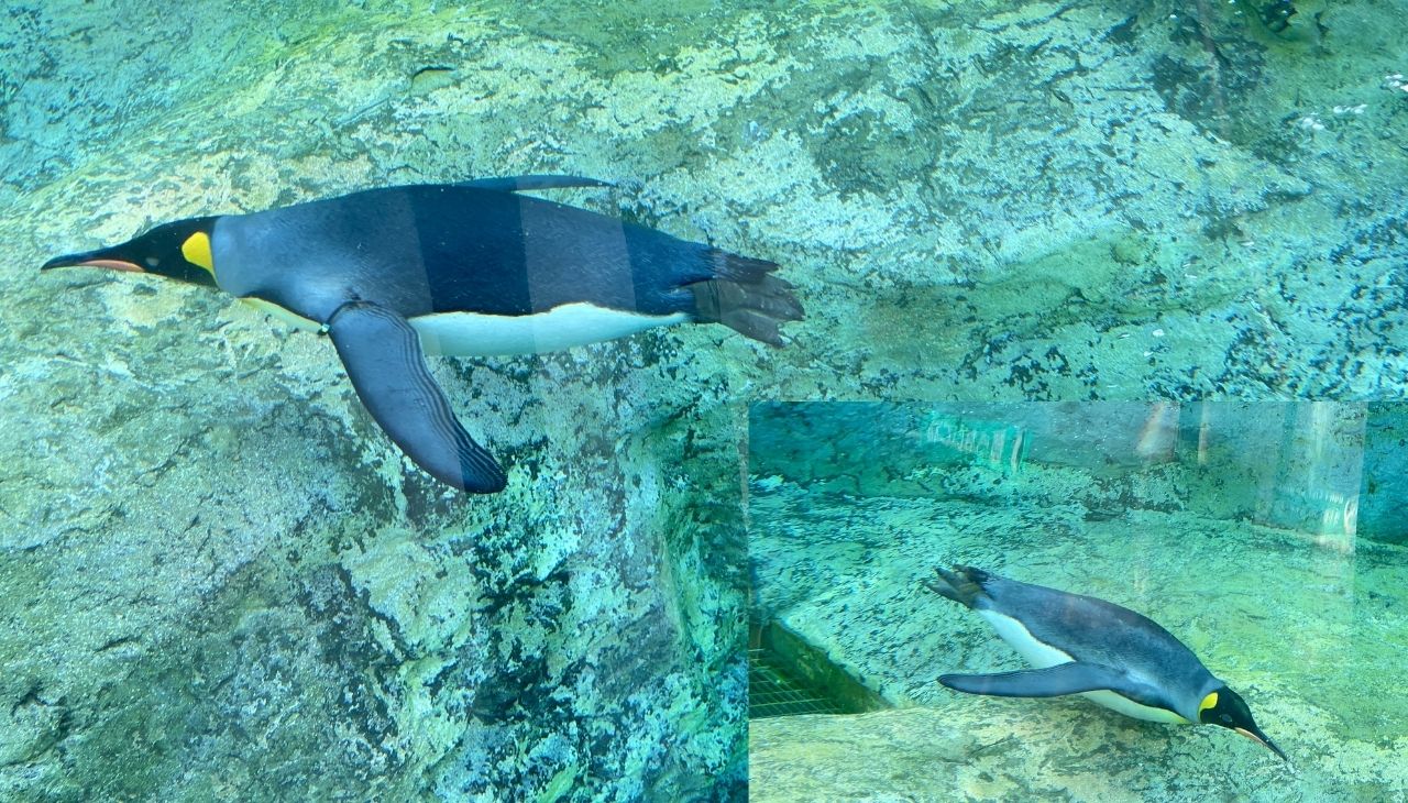 ペンギン