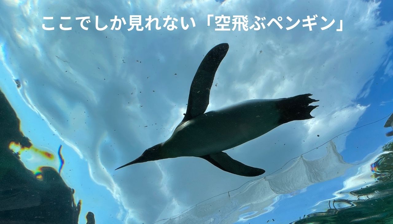 空飛ぶペンギン