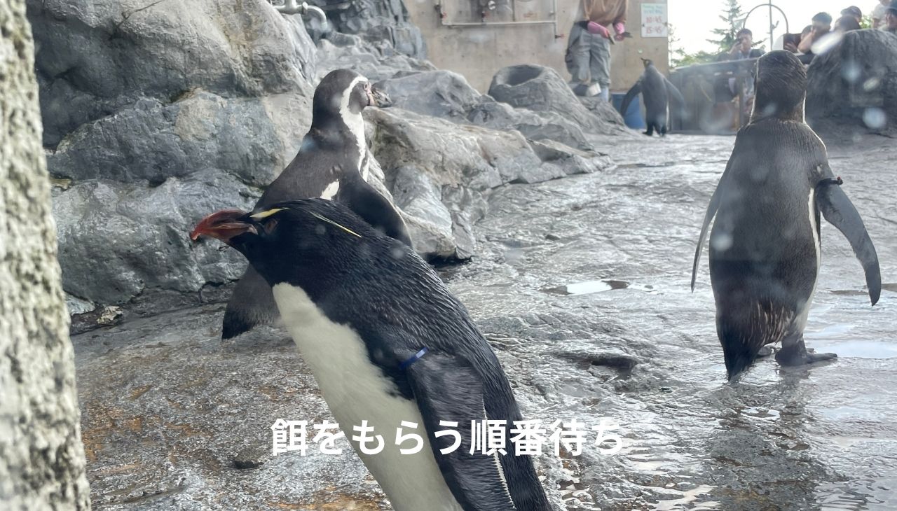 ペンギンのモグモグタイム