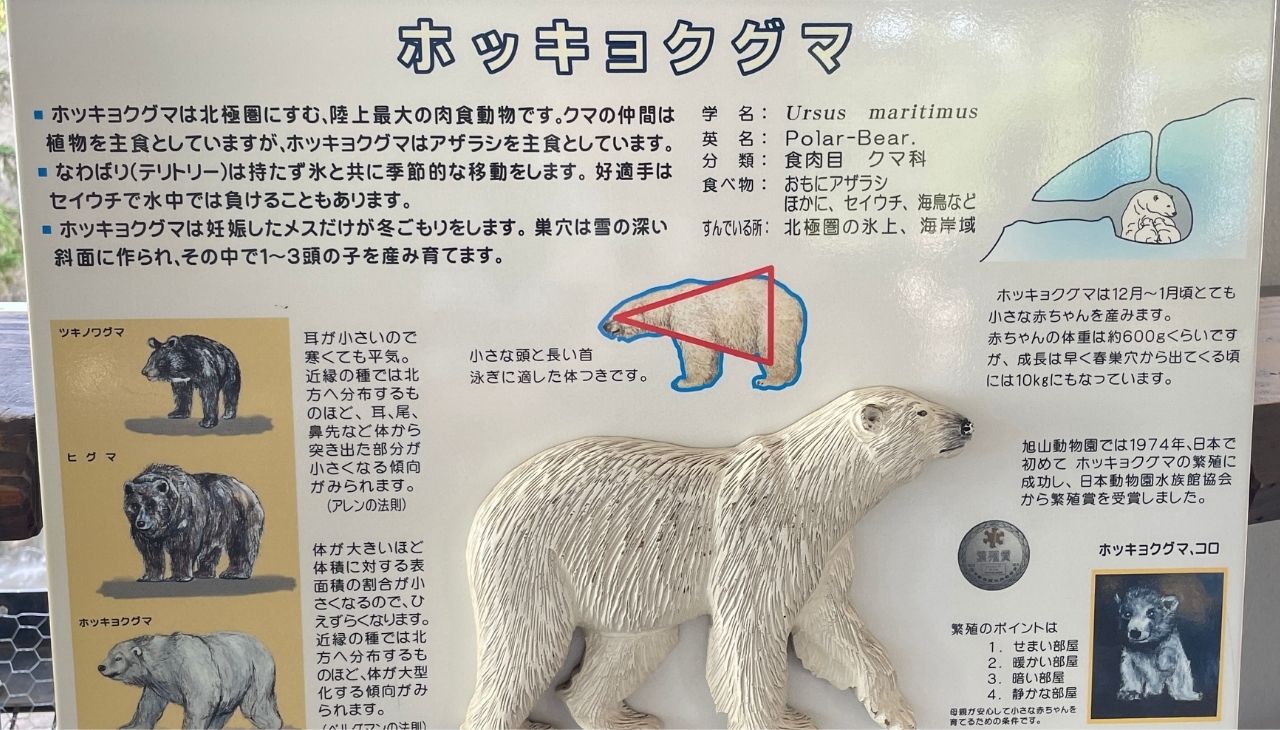 ホッキョクグマ