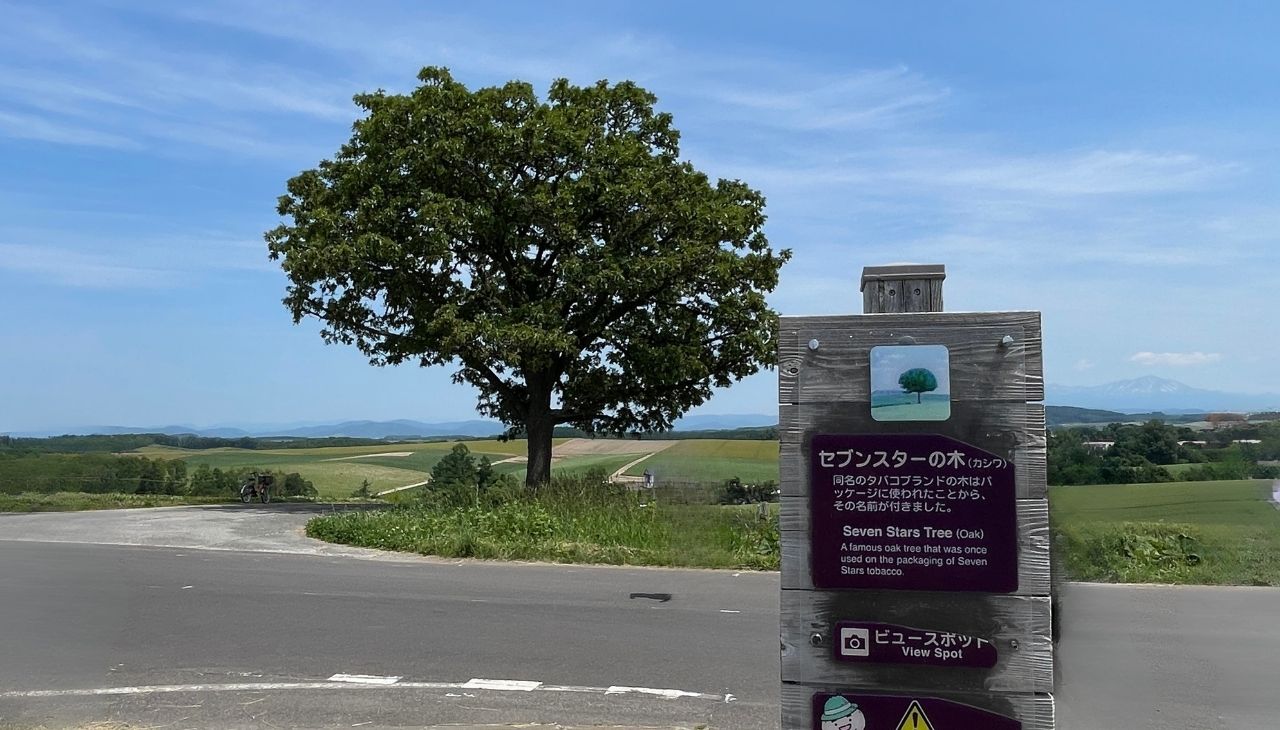 セブンスターの木