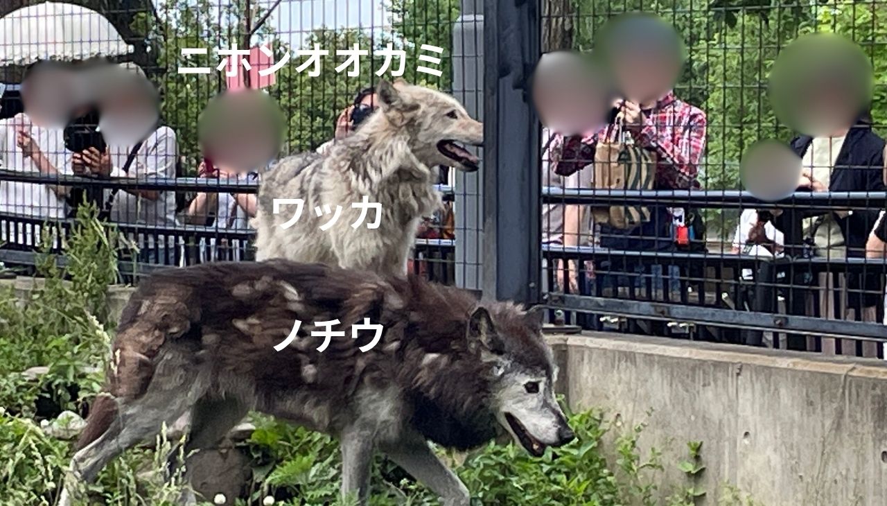 ニホンオオカミ