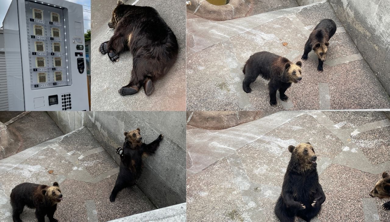 クマ牧場