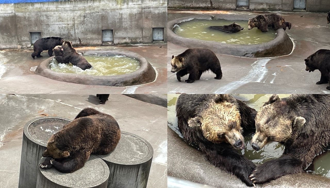 クマ牧場