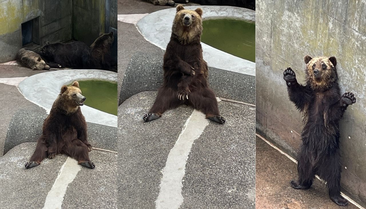 クマ牧場