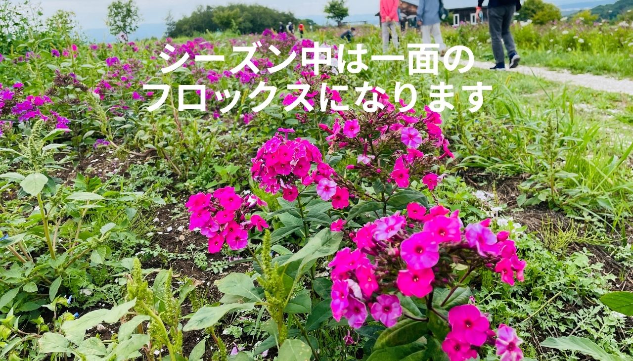 網走フロックス公園