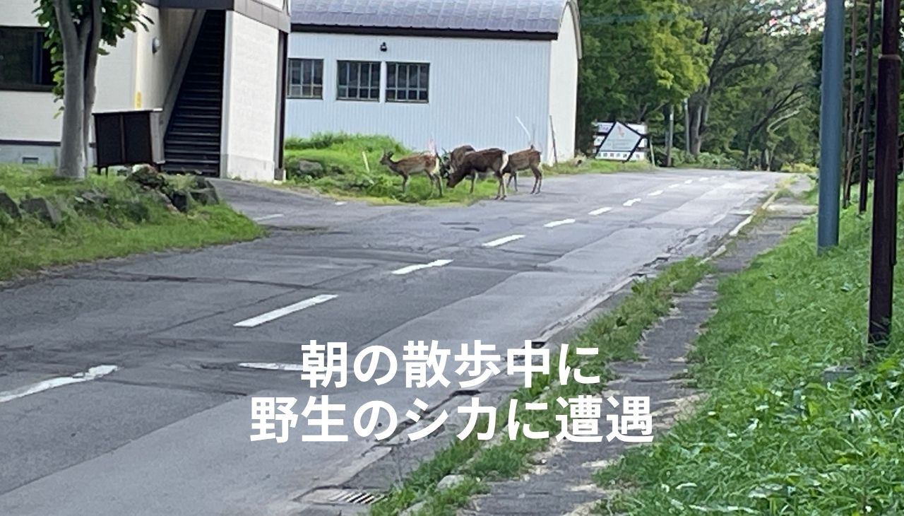 野生のエゾシカ3頭と50m未満の至近距離で遭遇