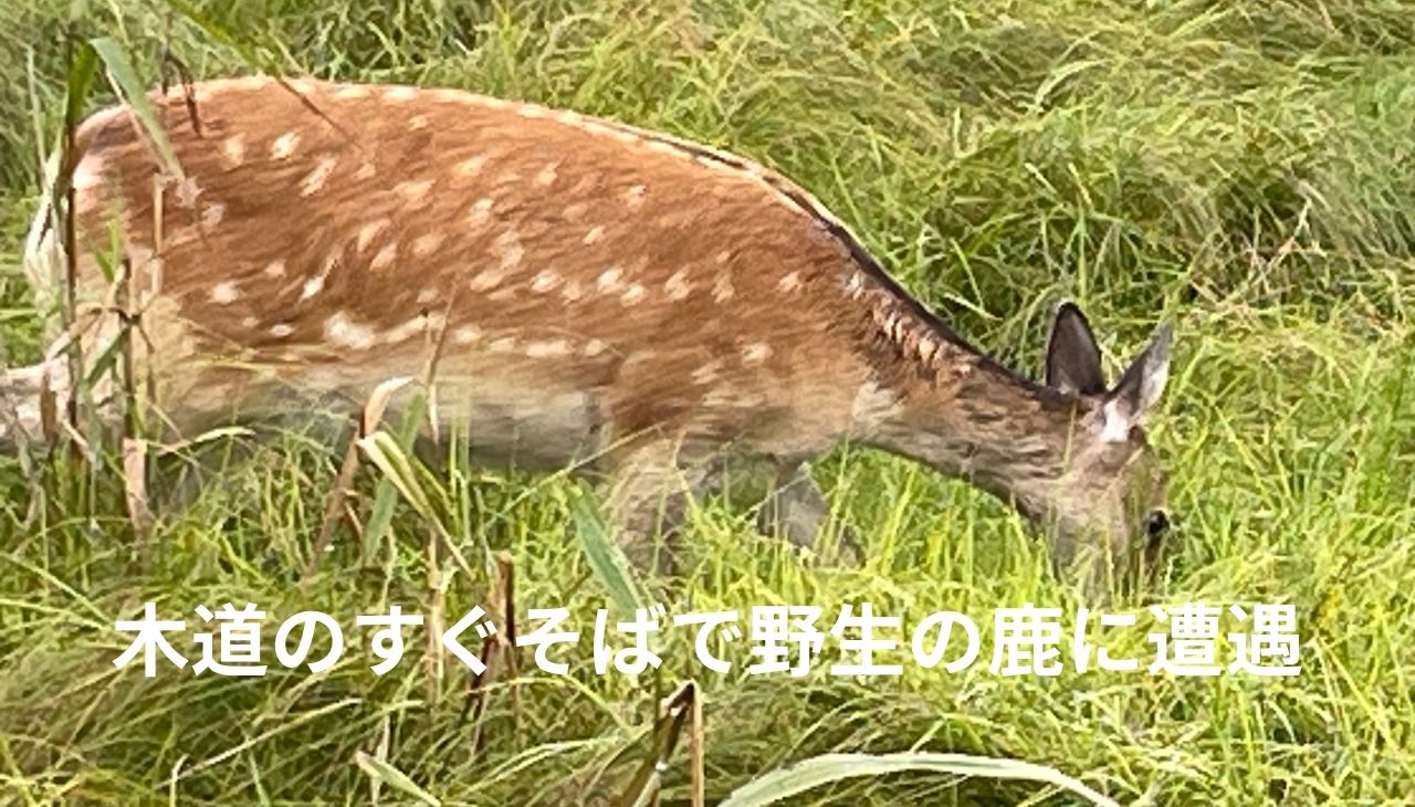 釧路湿原で見かけた野生の鹿