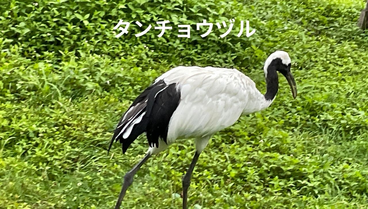 釧路市丹頂鶴自然公園のタンチョウヅル